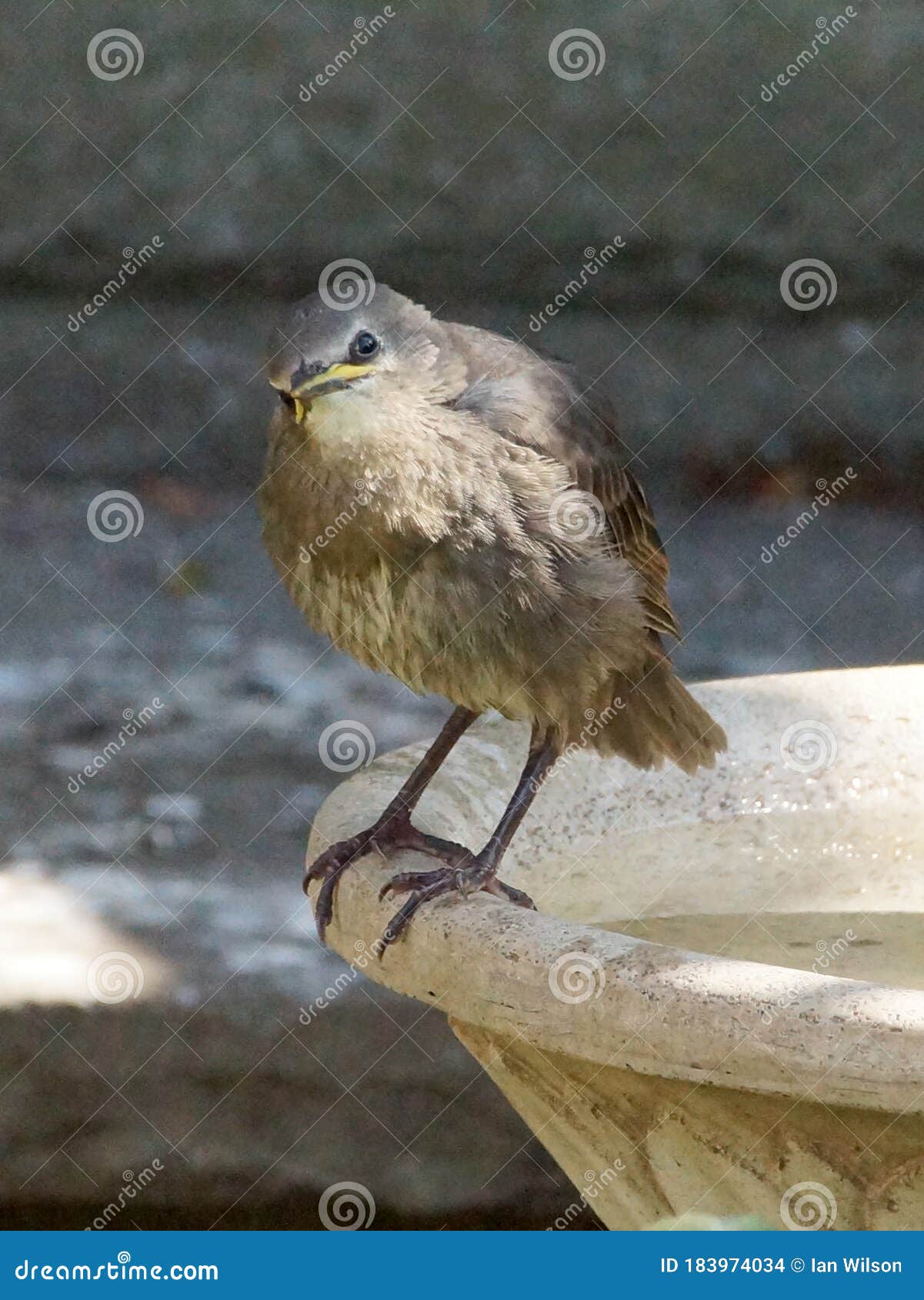 Young Starling on a Birdbath Stock Photo Image of open, camera 183974034