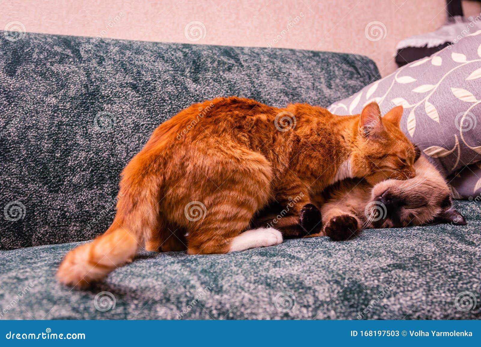 Young Red Cat Attacks Old Siamese Cat Stock Image - Image of nice ...