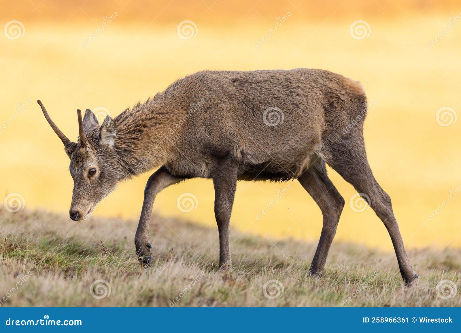 Young Red Deer Stag Walking in a Field. Stock Image Image of shallow