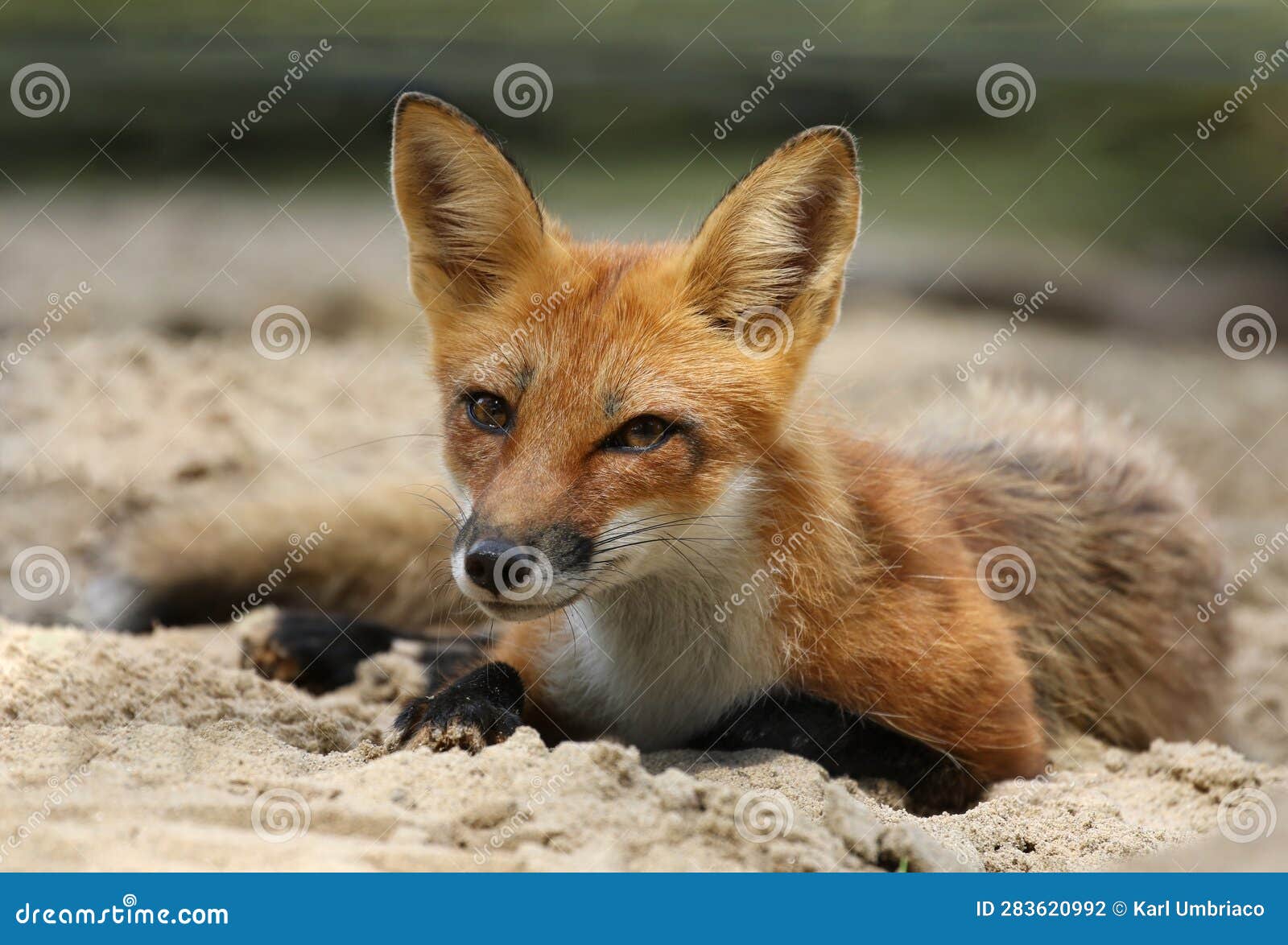 young red fox in nature