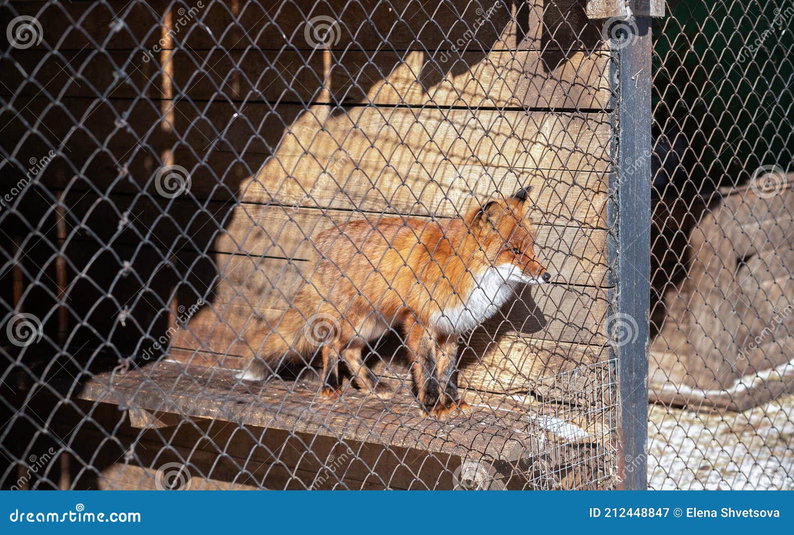 Young Red Fox in the Zoo Enclosure on a Sunny Winter Day Looks at Freedom Stock Image Image captivity, animal: 212448847