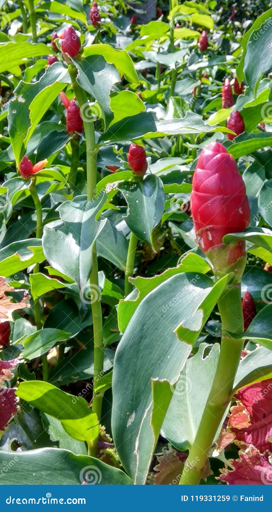 Young Red Ginger Flower Stock Image Image Of Look True