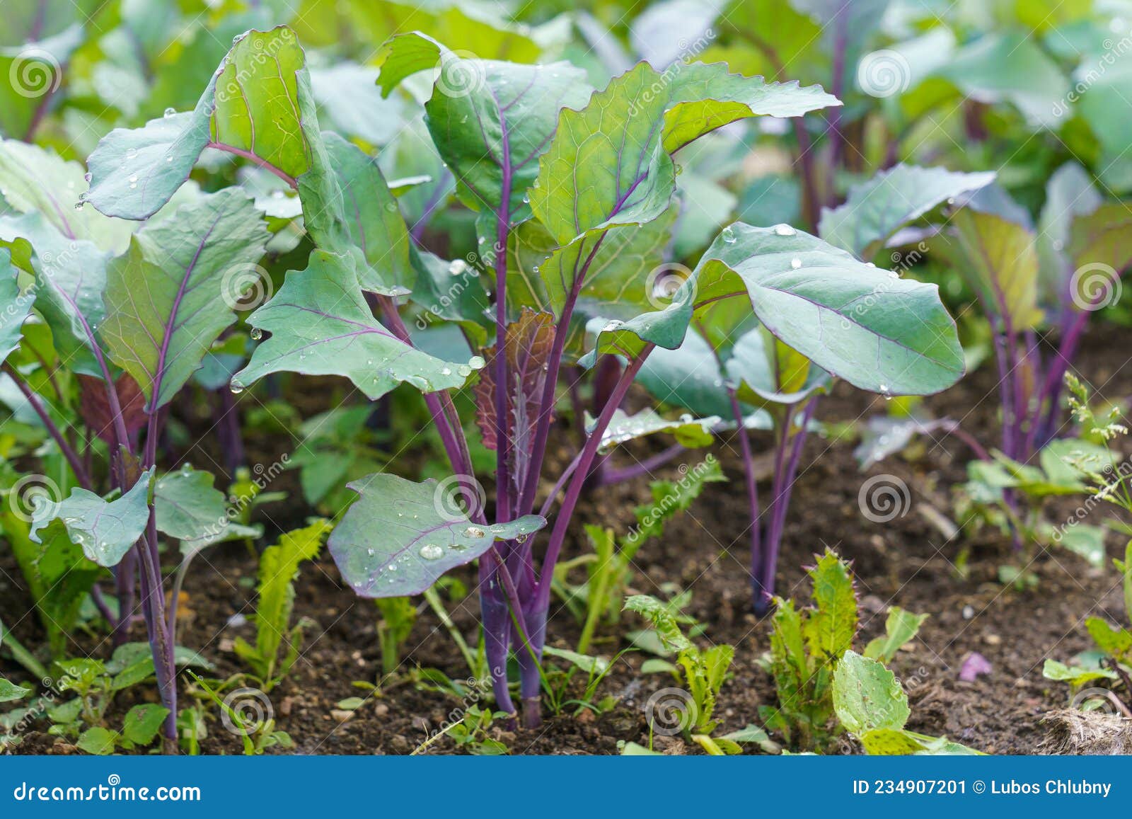 Young Red Kohlrabi Plant in the Garden Stock Image Image of farm