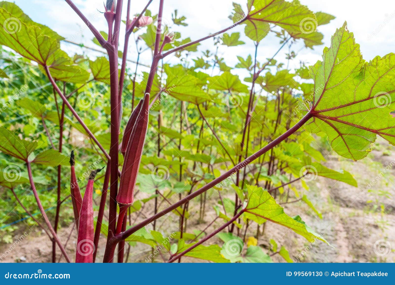 Young red okra stock photo. Image of agriculture, stem 99569130