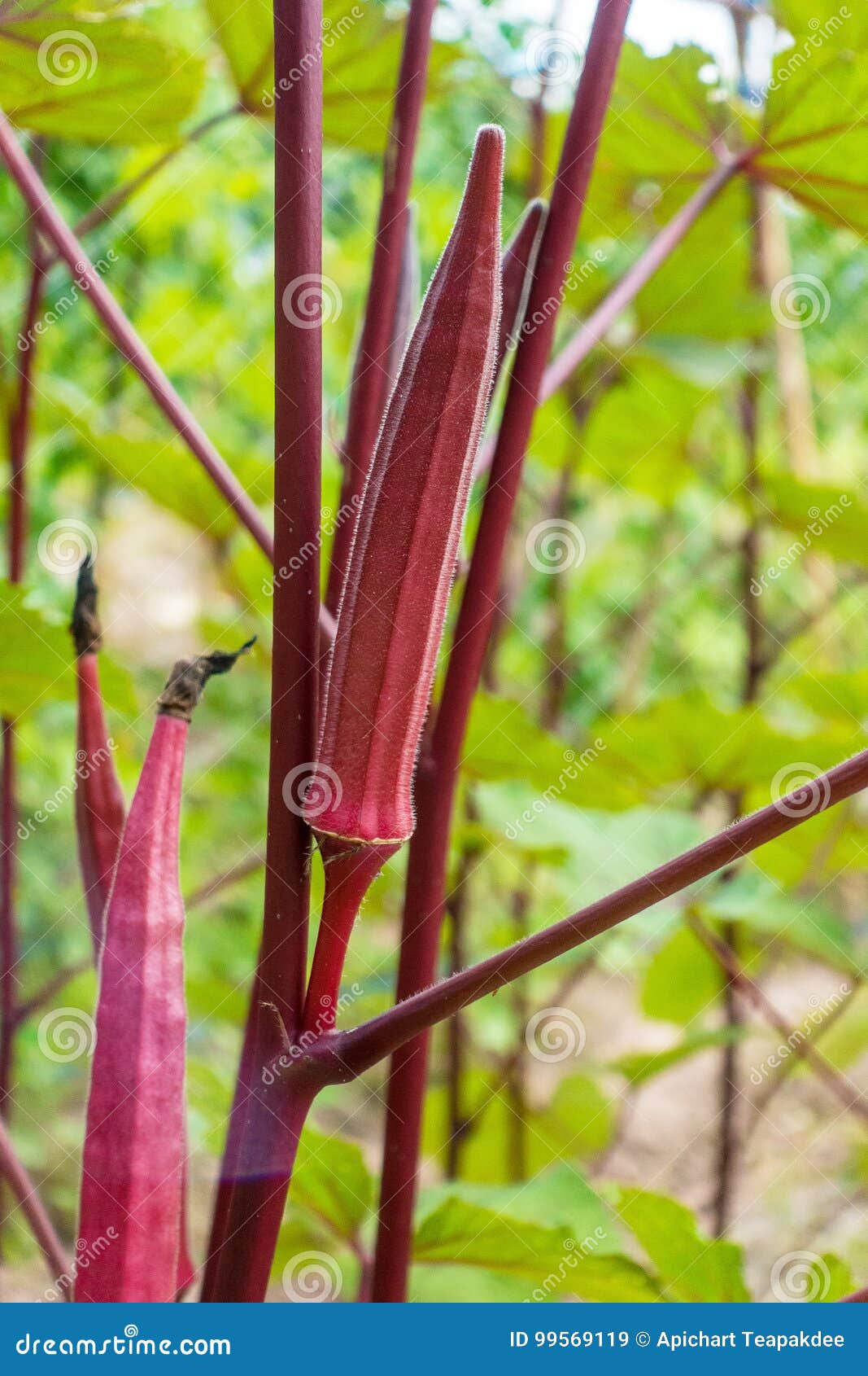 Young red okra stock image. Image of okra, gourmet, grow 99569119