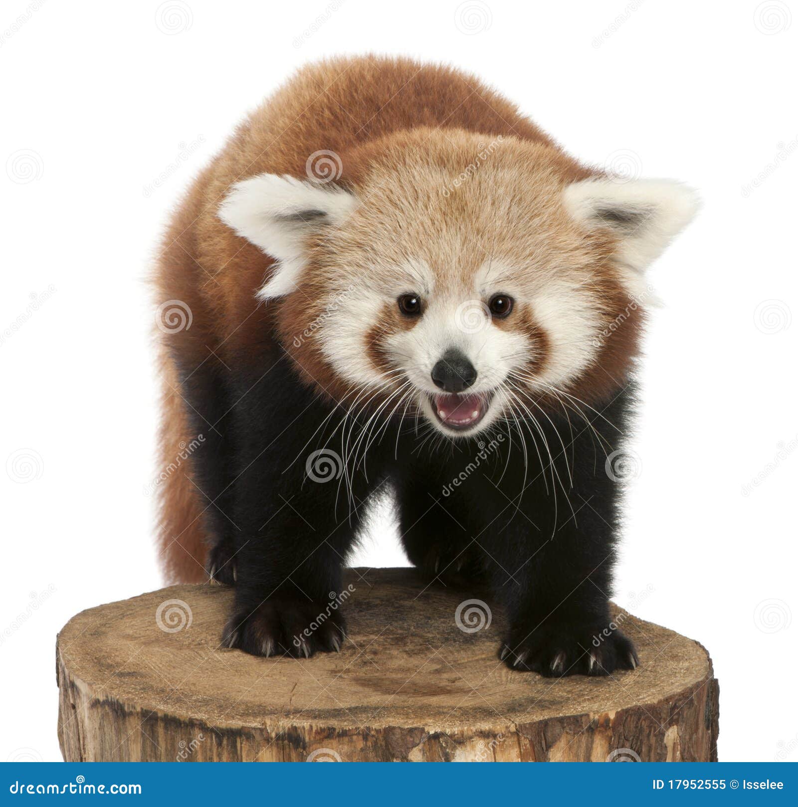 young red panda or shining cat, ailurus fulgens