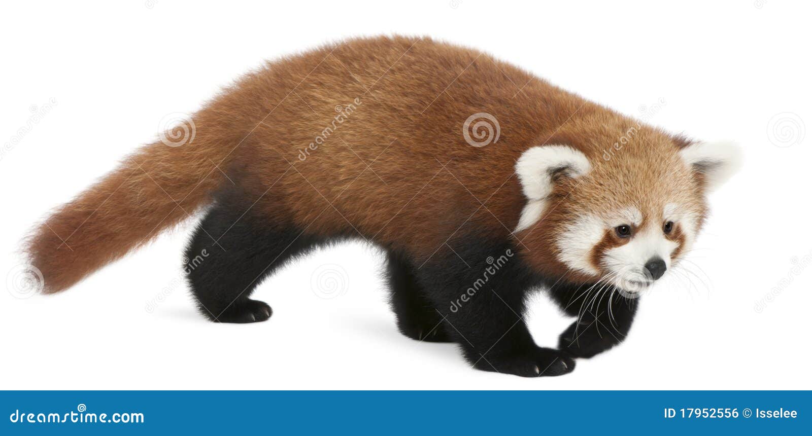 young red panda or shining cat, ailurus fulgens