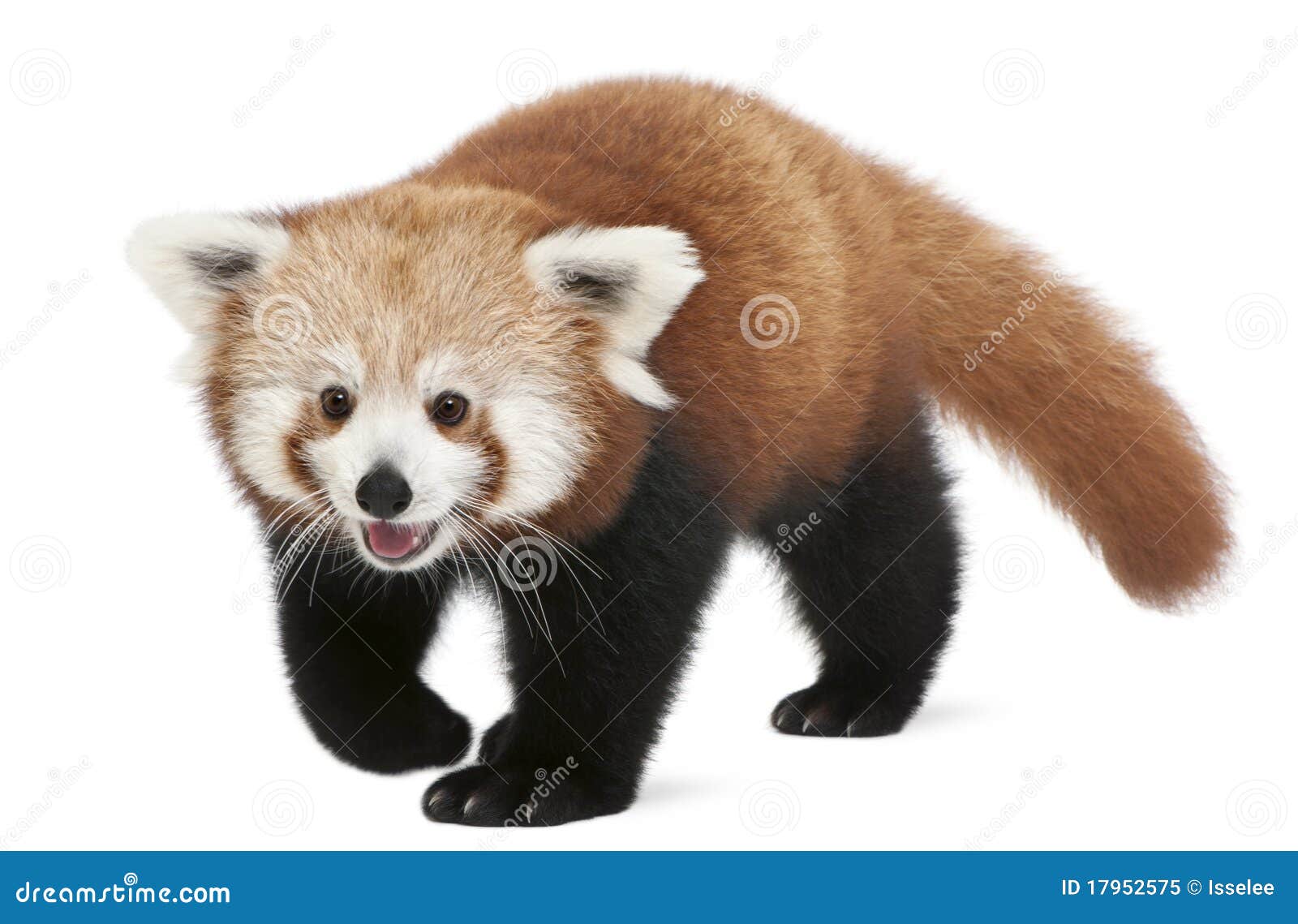 young red panda or shining cat, ailurus fulgens