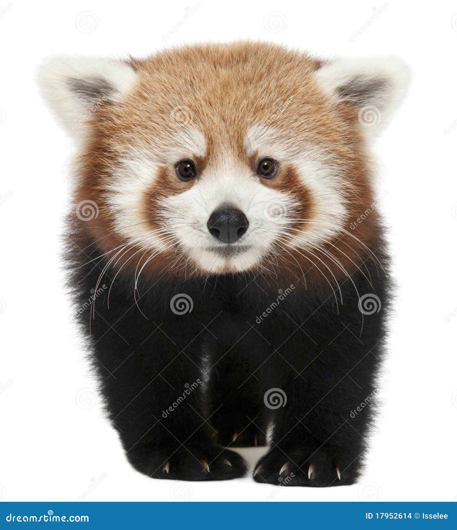 young red panda or shining cat, ailurus fulgens