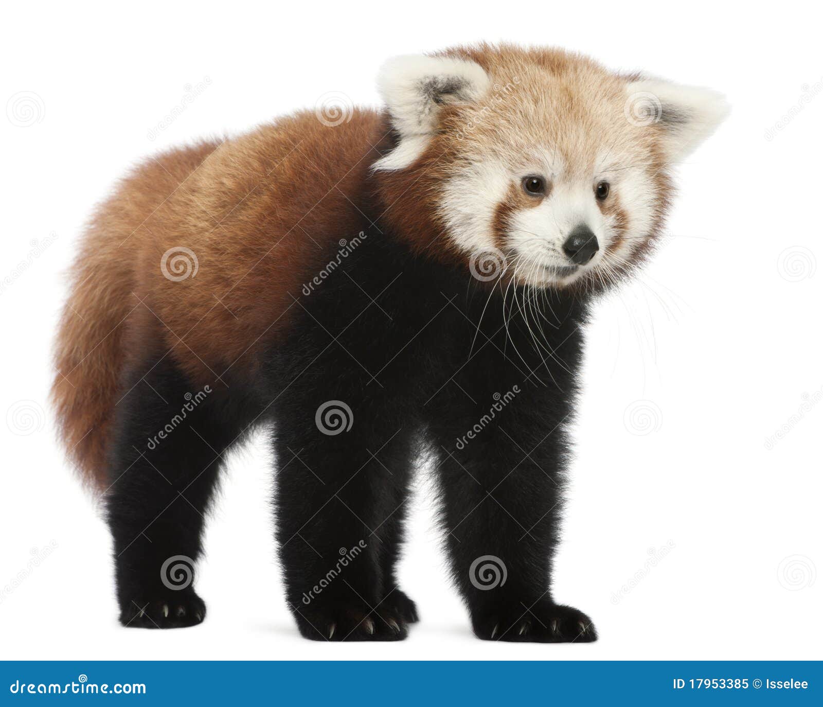 young red panda or shining cat, ailurus fulgens