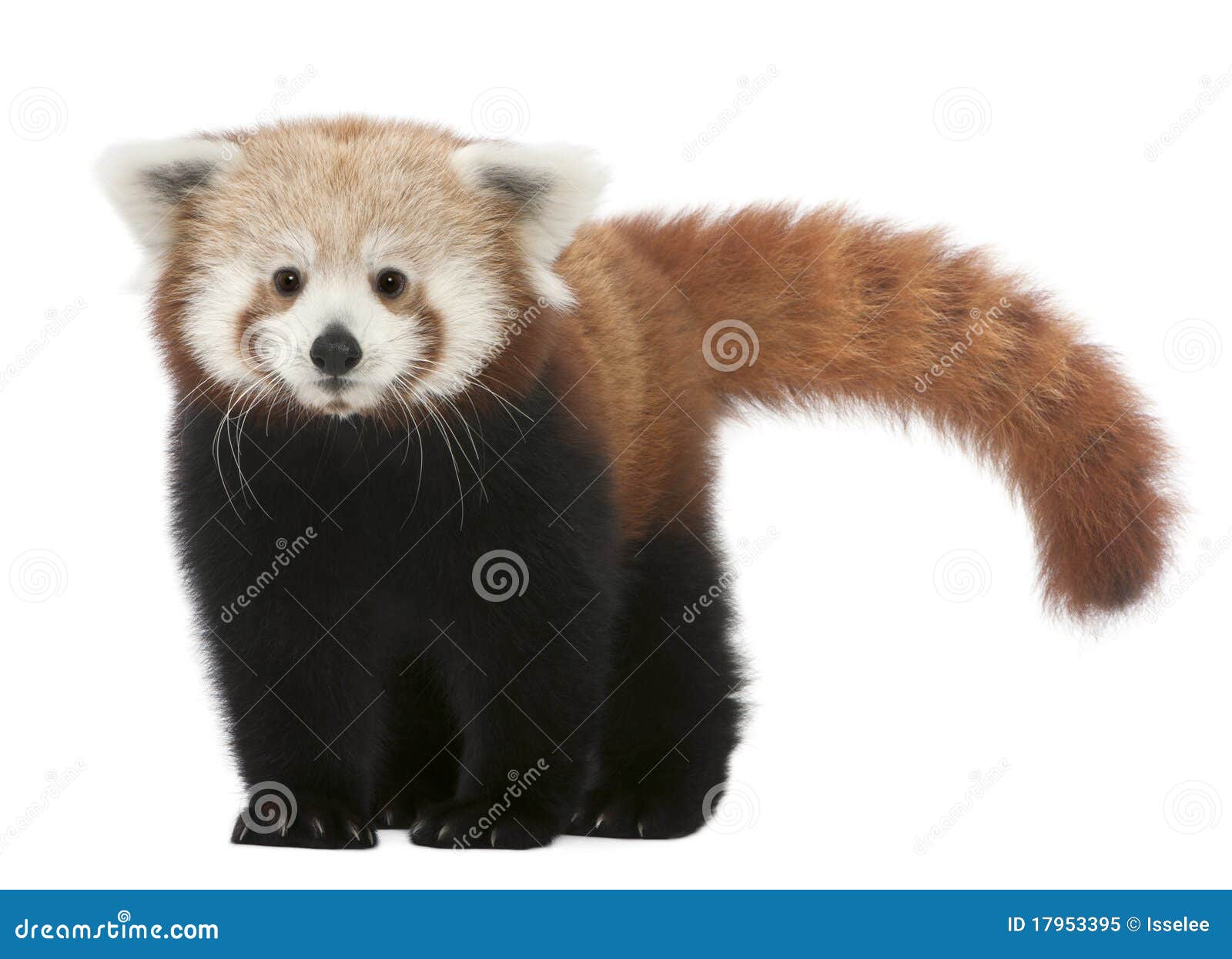 young red panda or shining cat, ailurus fulgens