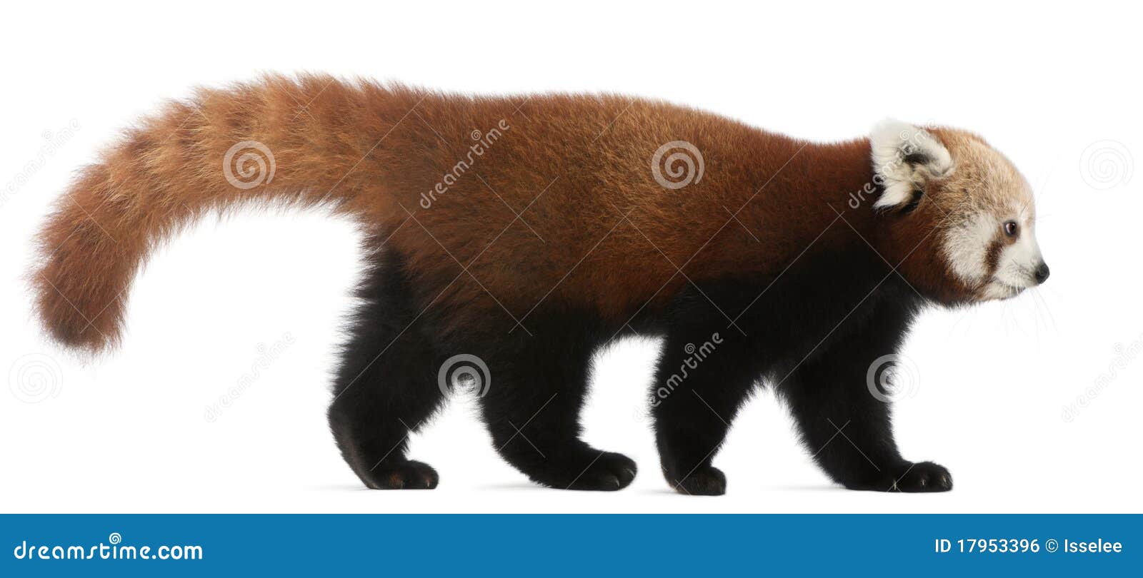 young red panda or shining cat, ailurus fulgens