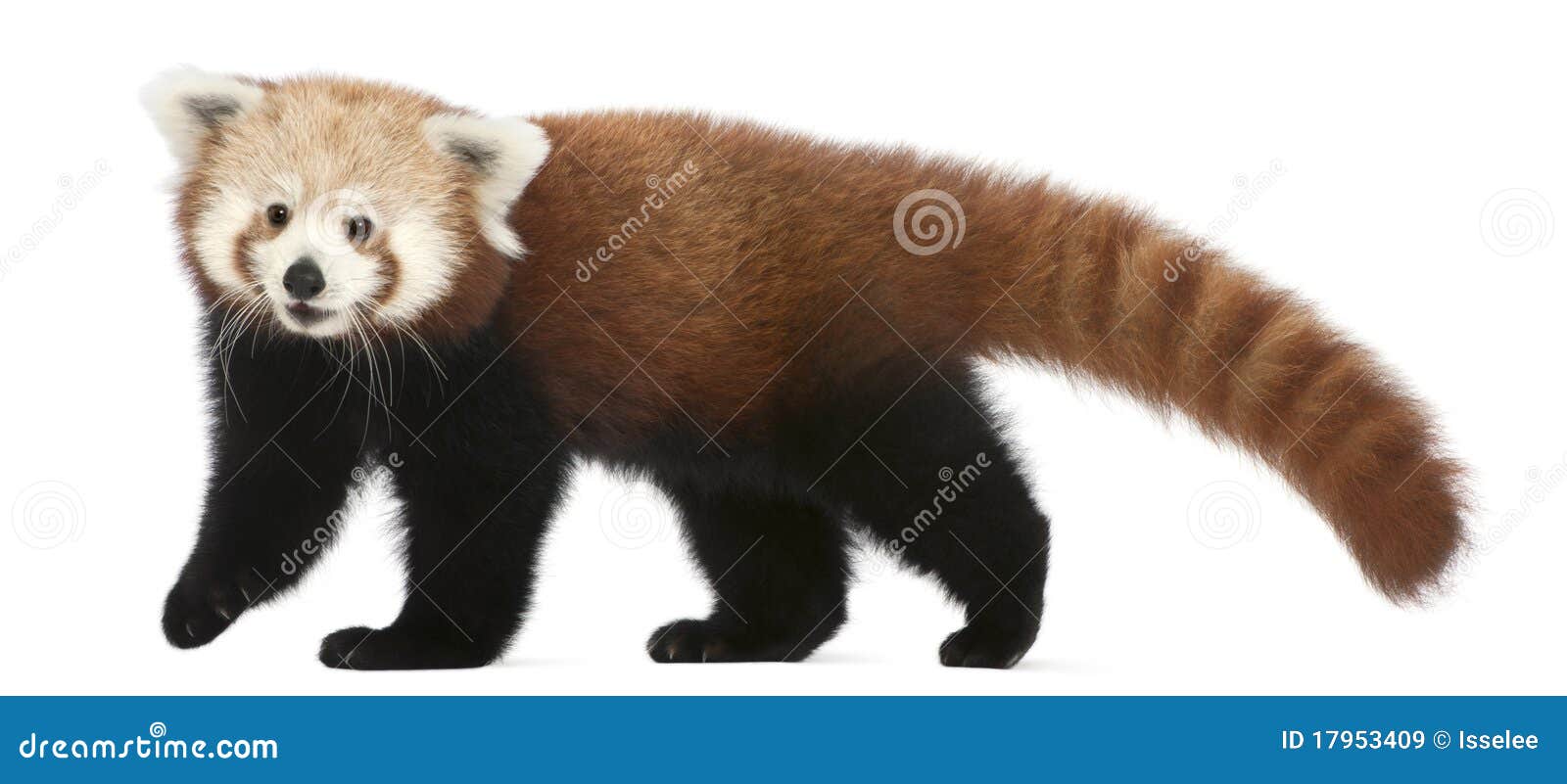 young red panda or shining cat, ailurus fulgens