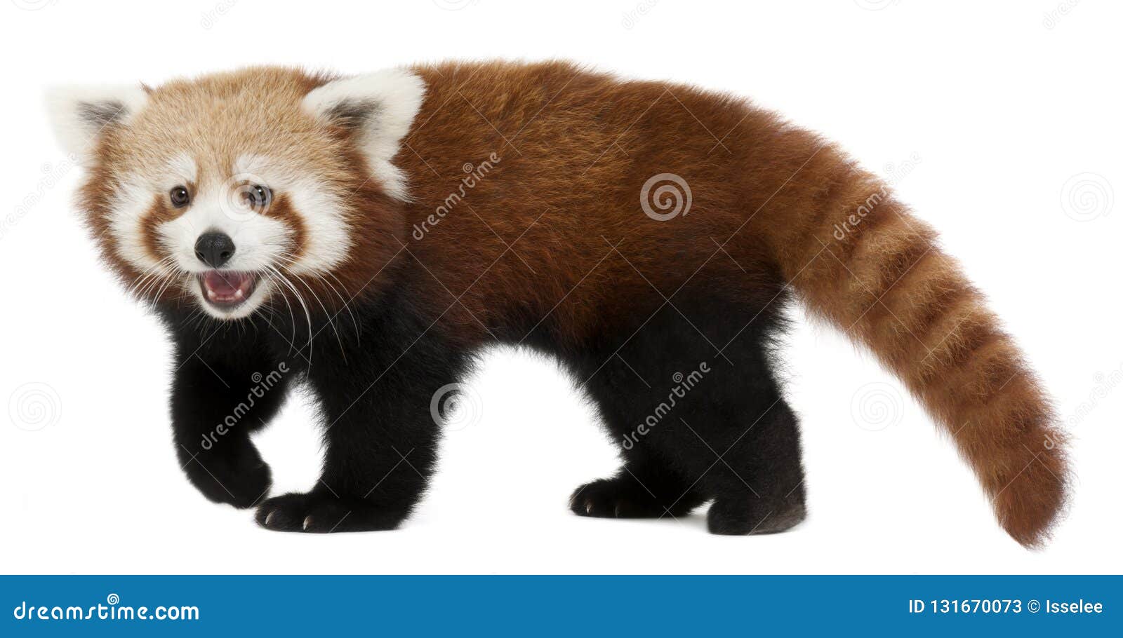 young red panda or shining cat, ailurus fulgens, 7 months old