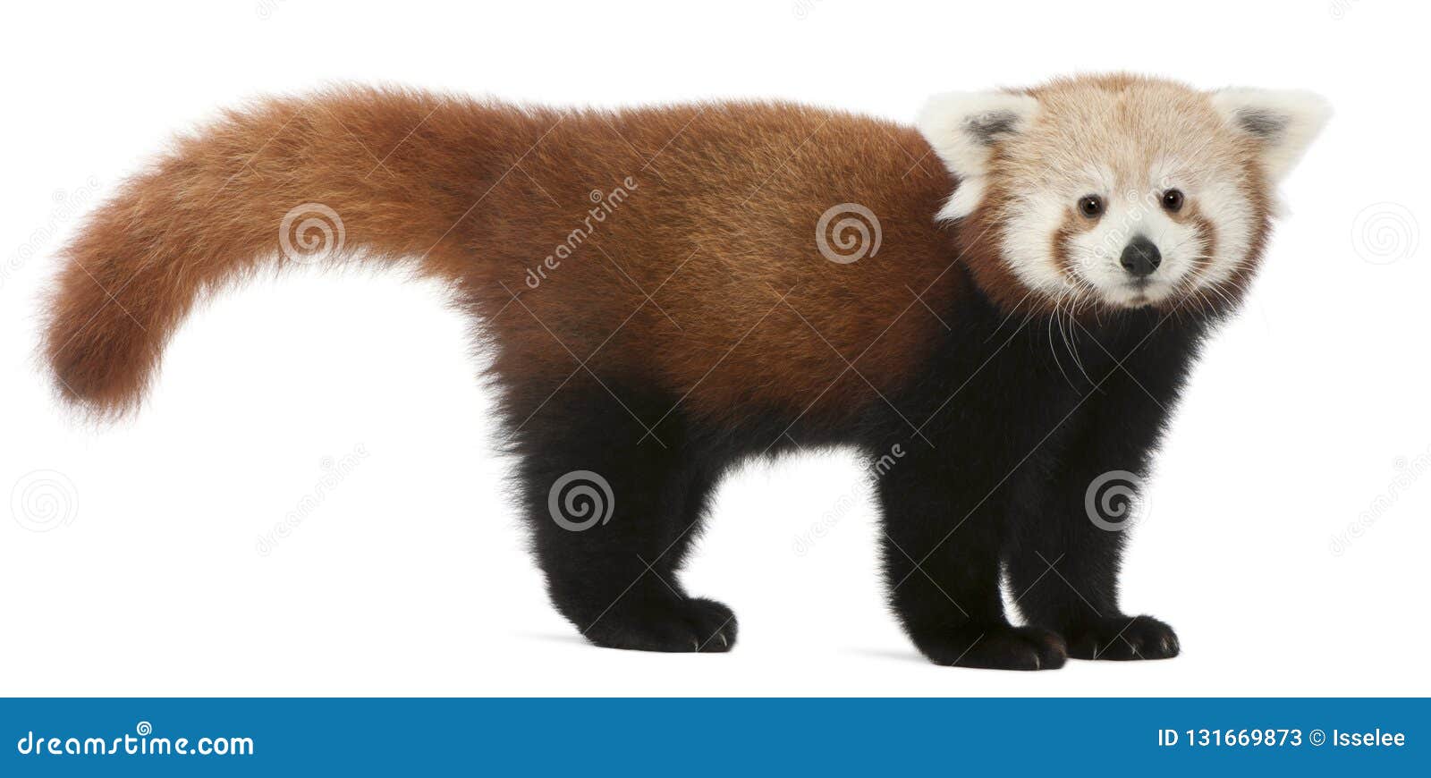 young red panda or shining cat, ailurus fulgens, 7 months old