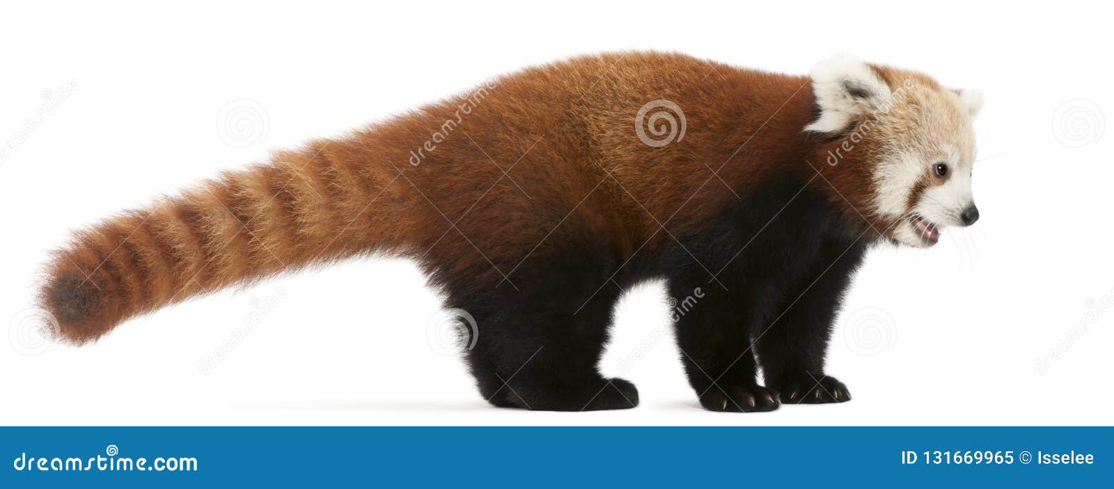 young red panda or shining cat, ailurus fulgens, 7 months old