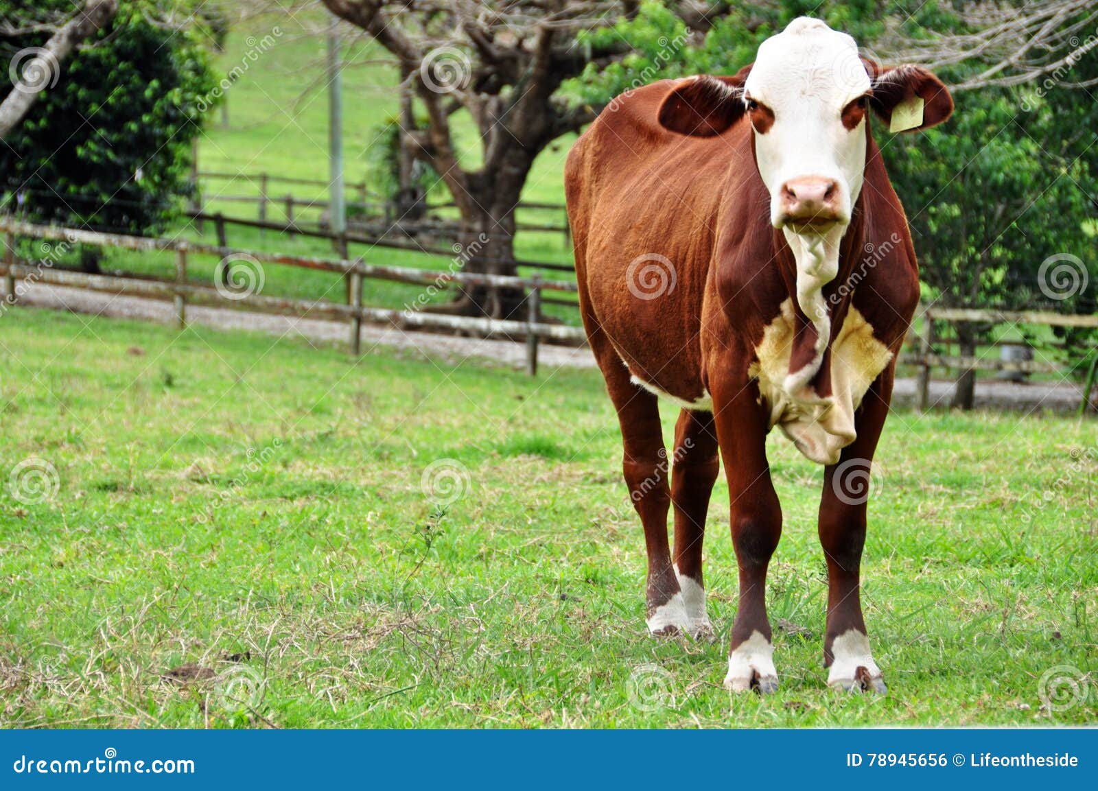 young red and white australian hereford heifer cow in paddock