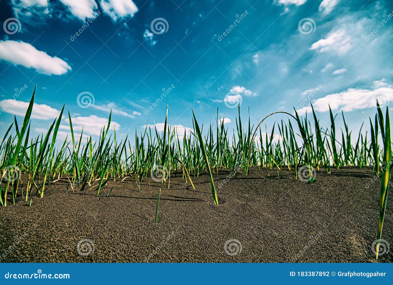young reeds germinate in weathered soils