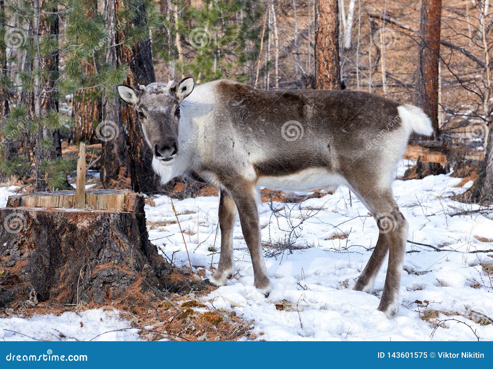 young reindeer. tofalar forest subspecies