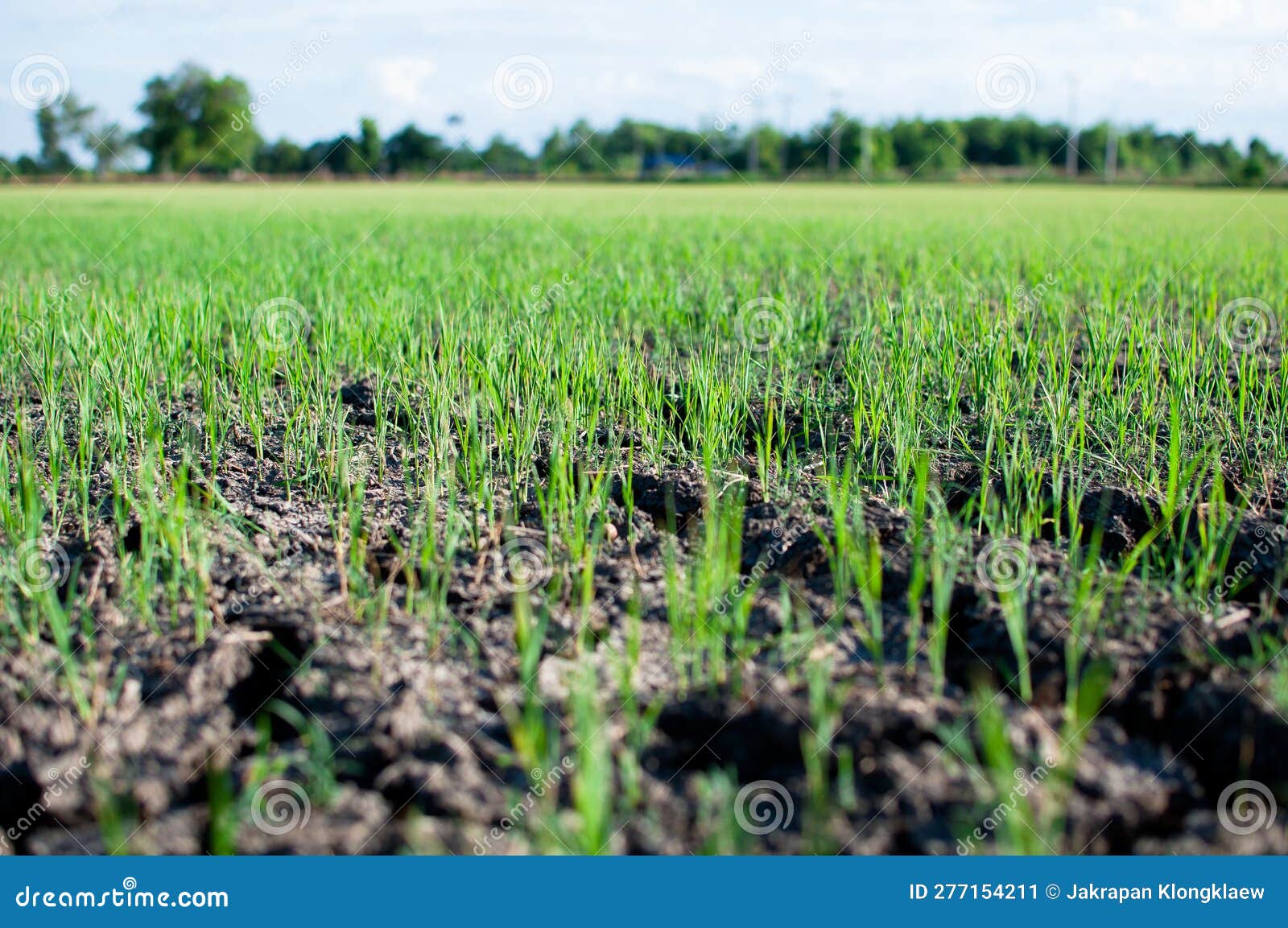 Young Rice Seedlings Sprouting in the Soil without Water Stock Image