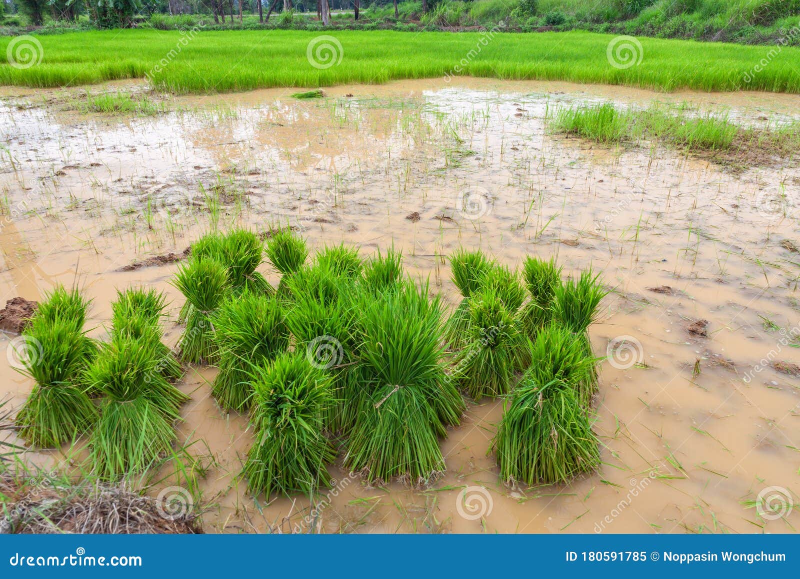 young rice sprout ready to planted in the rice field