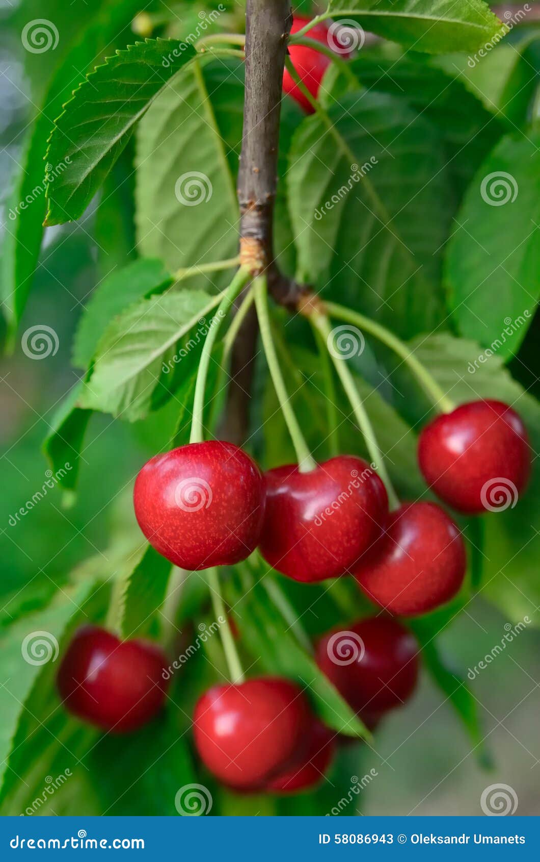 Young, Ripe Berries Cherries Ripen on the Branch Stock Image Image of