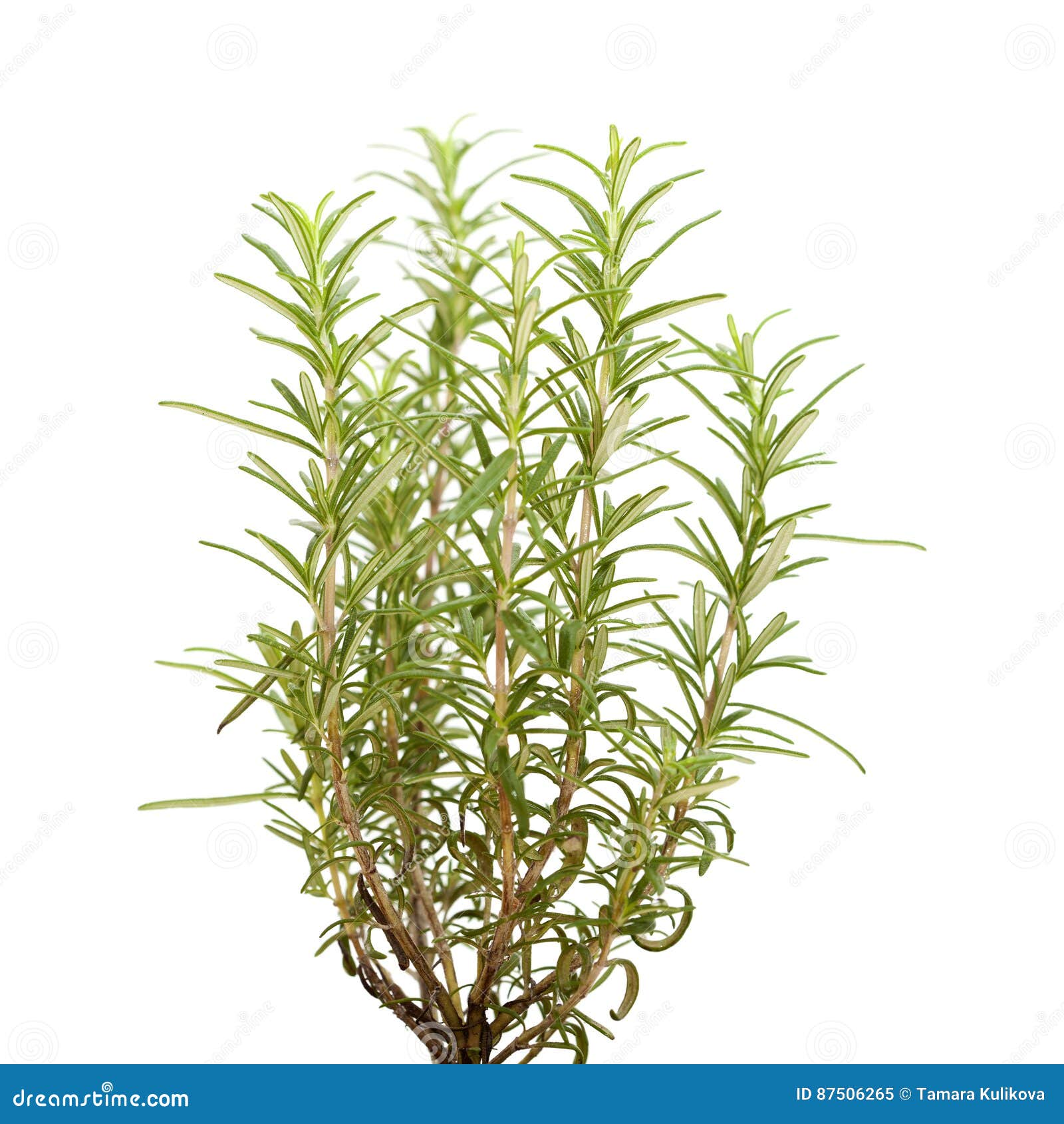 Young rosemary plant stock image. Image of nutrients 87506265