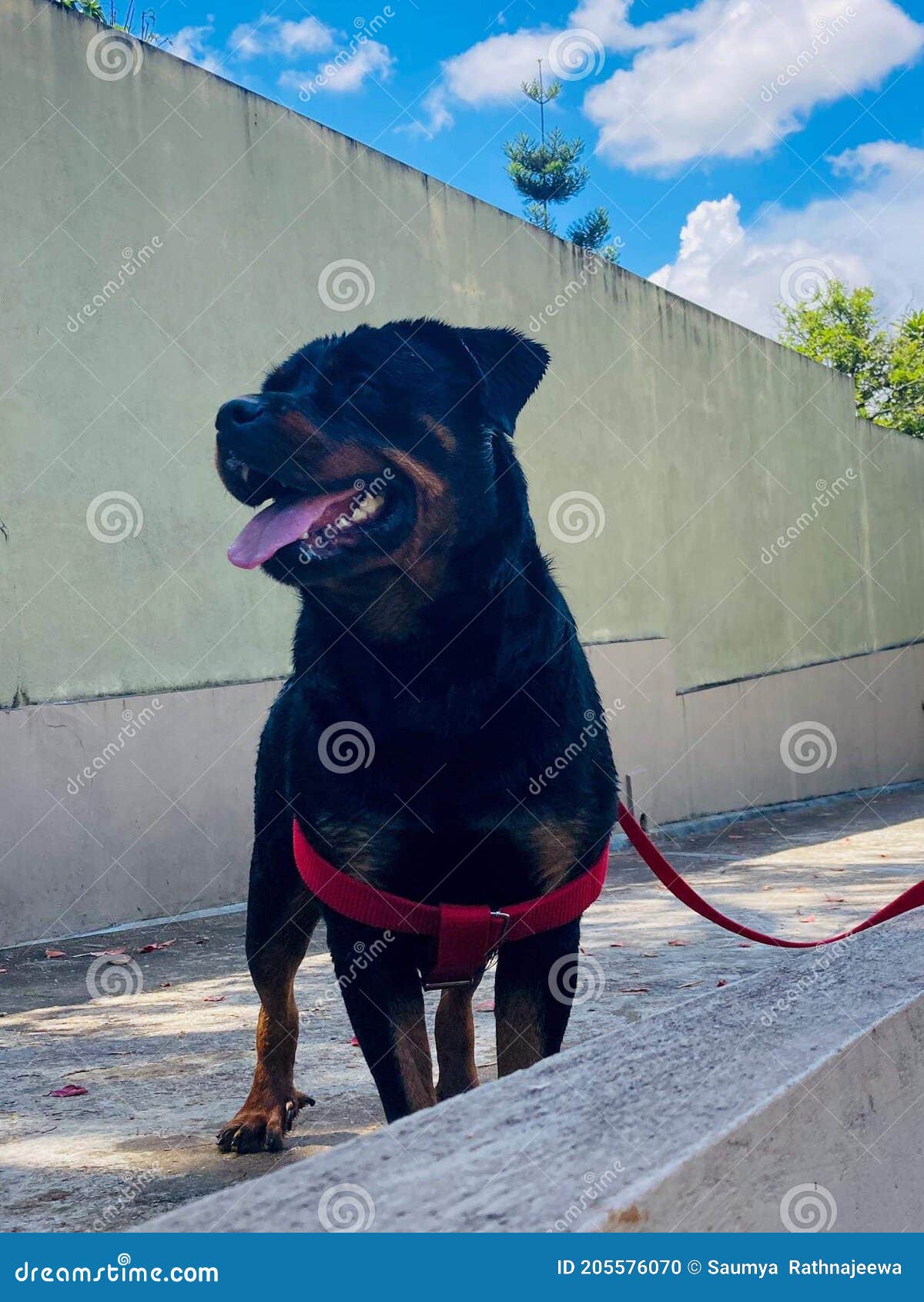 Famous rottweilers cheap