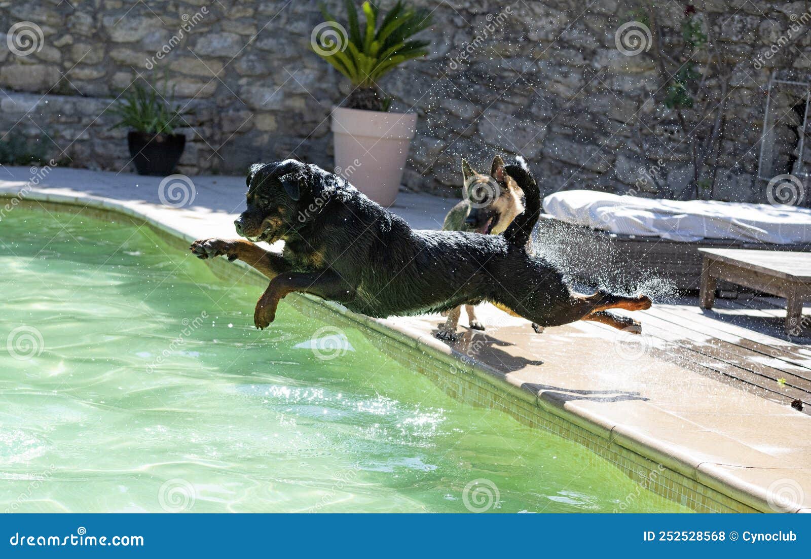 Are Rottweilers Good Swimmers