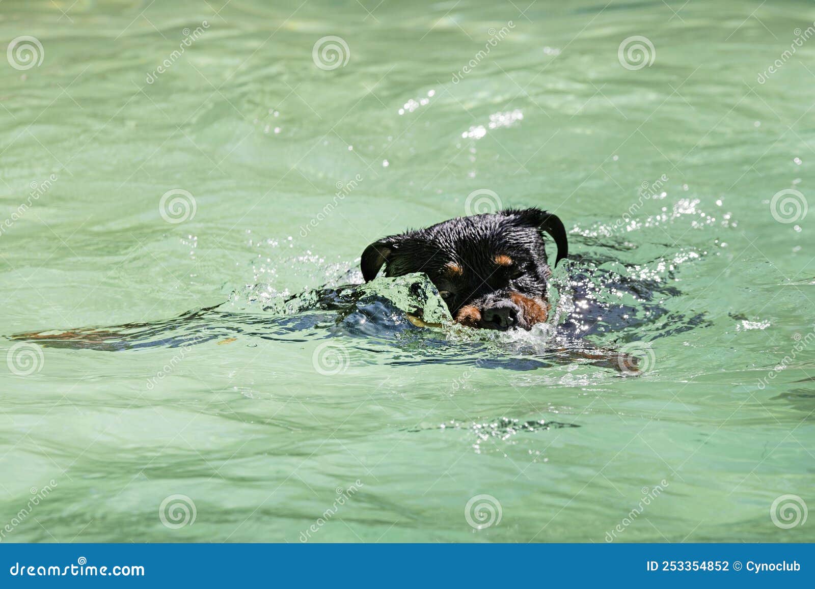 Are Rottweilers Good Swimmers