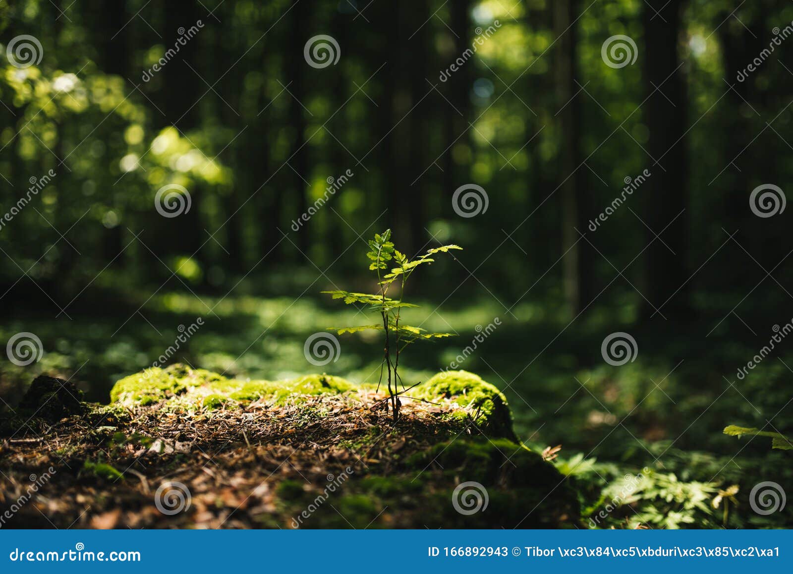 Young Rowan Tree Seedling Grow from Old Stump in Poland Forest. Stock