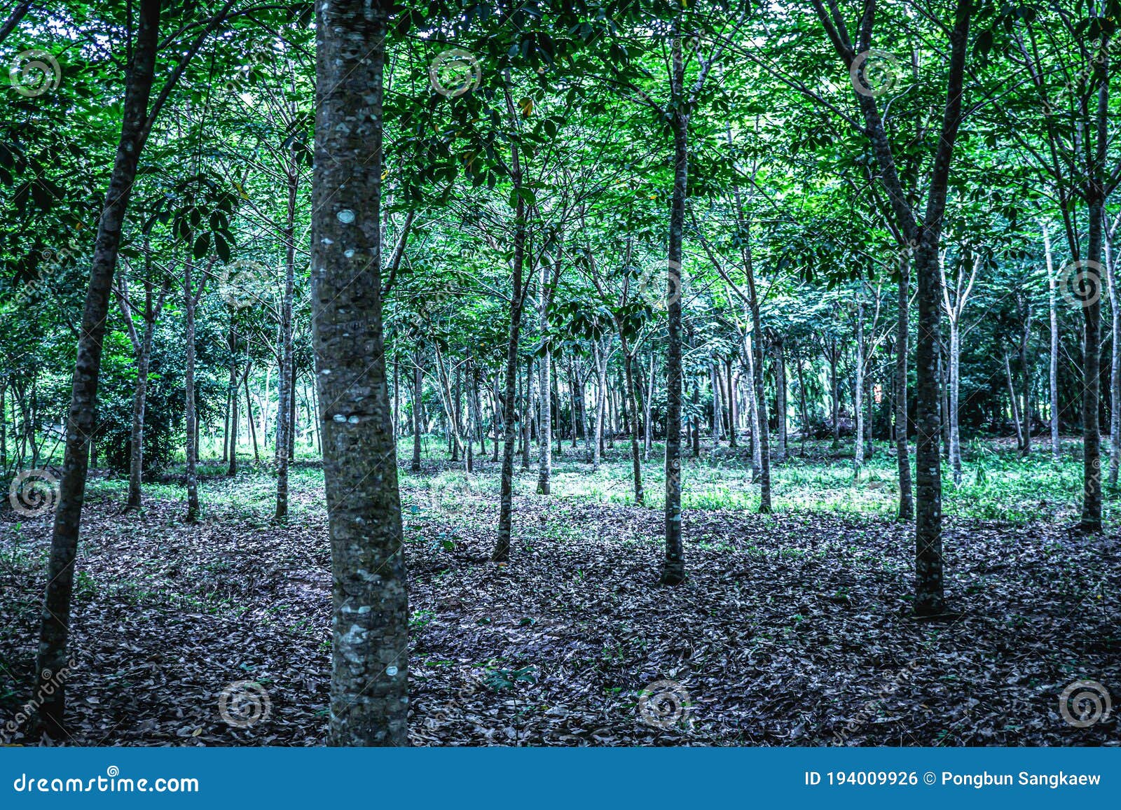 Young of Rubber Plant in Rubber Plantation Stock Photo Image of rural, growth 194009926
