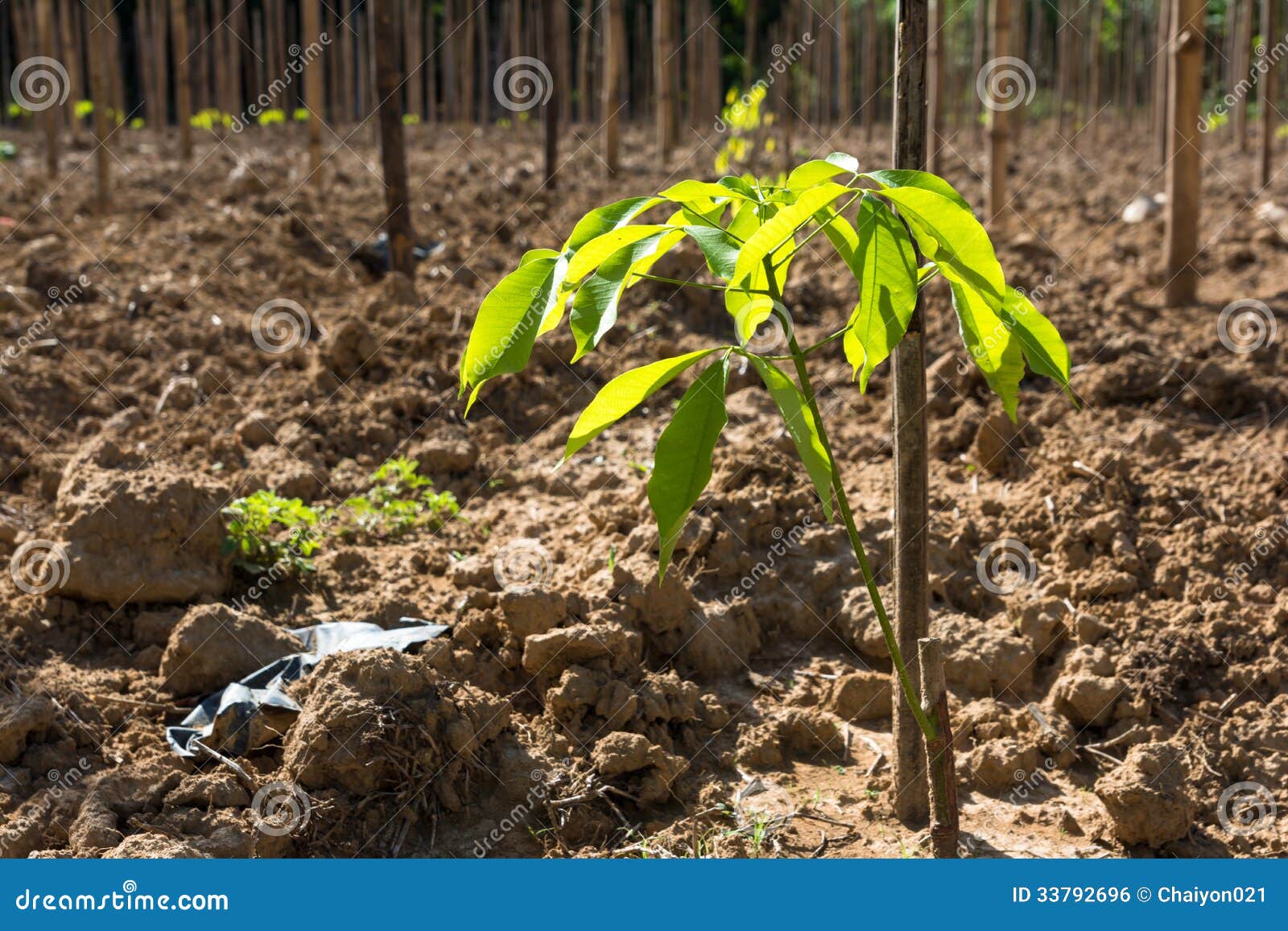 Young rubber tree stock photo. Image of material, activity 33792696