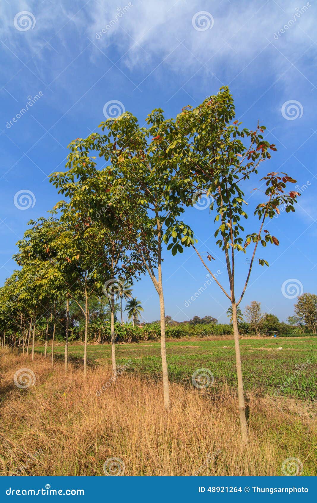 Young rubber trees stock photo. Image of bamboo, chili 48921264