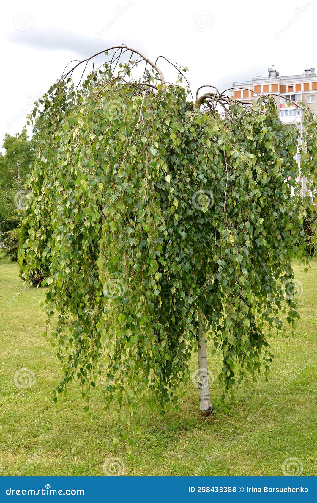 Young`s Birch Betula Pendula `Youngii`. General View of the Tree Stock