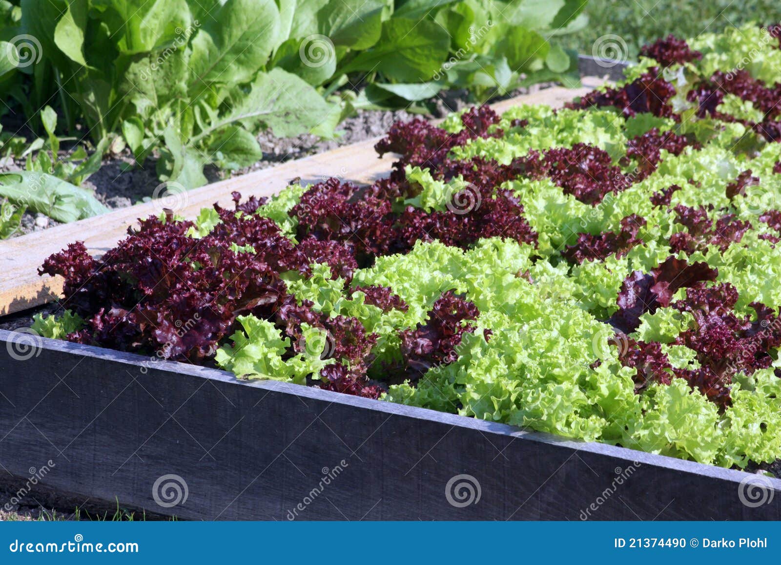 Young Salad on the Raised Garden Bed Stock Photo Image of lettuce