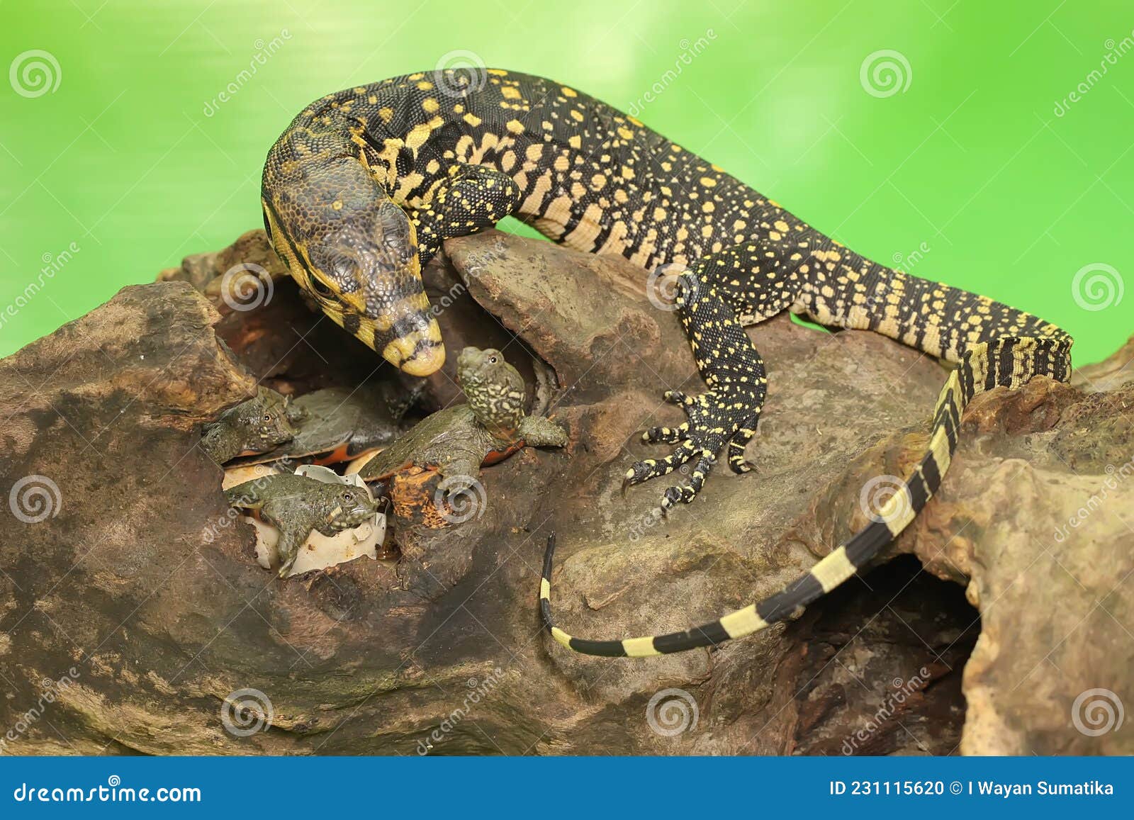 a young salvator monitor lizard is ready to prey on the turtles that have just hatched from their eggs.