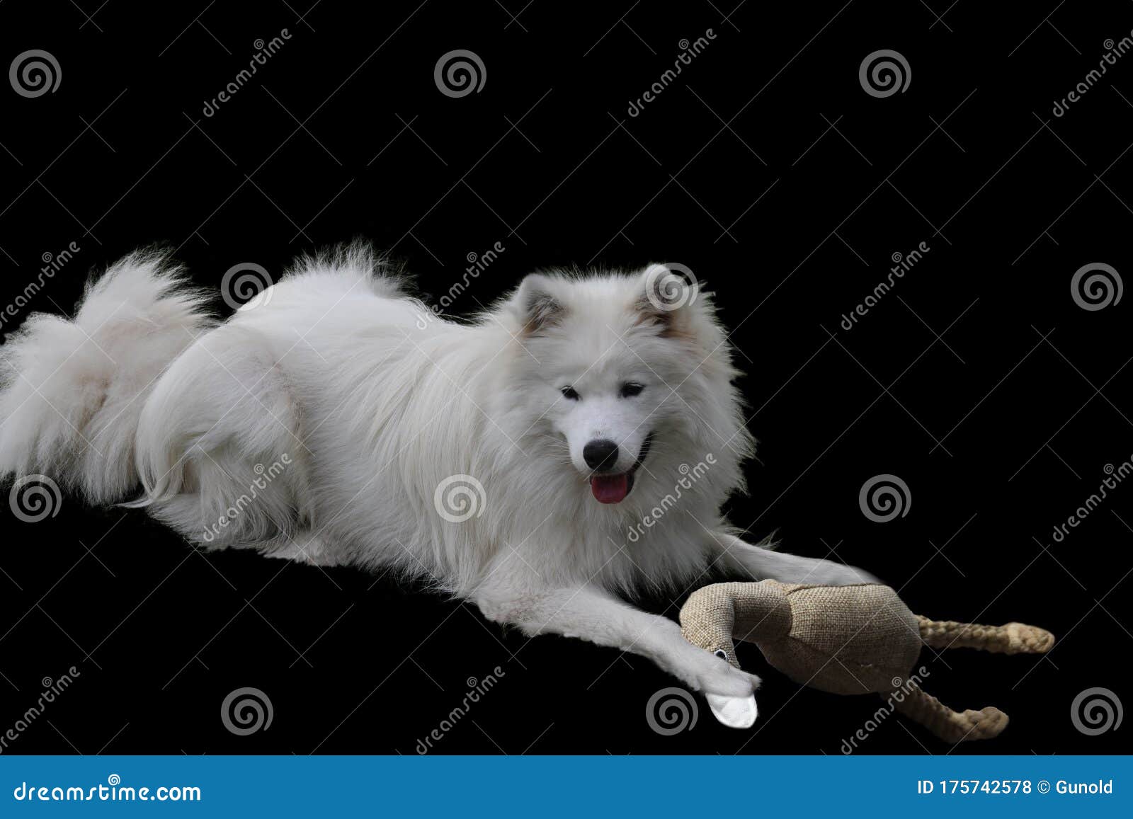 toy samoyed dog