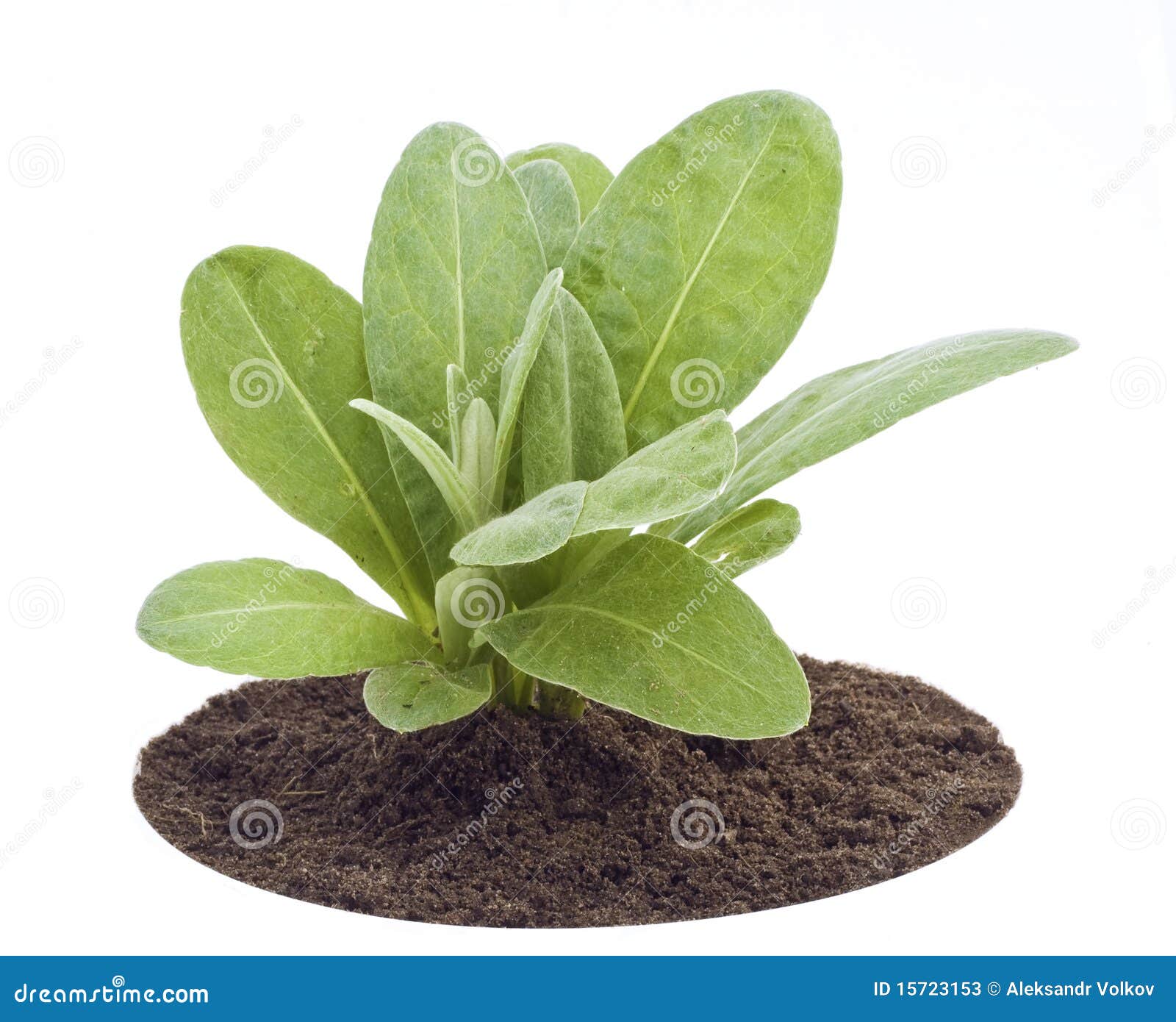Young Sapling, Sprout a Garden Cornflower Stock Image Image of livi, survival 15723153