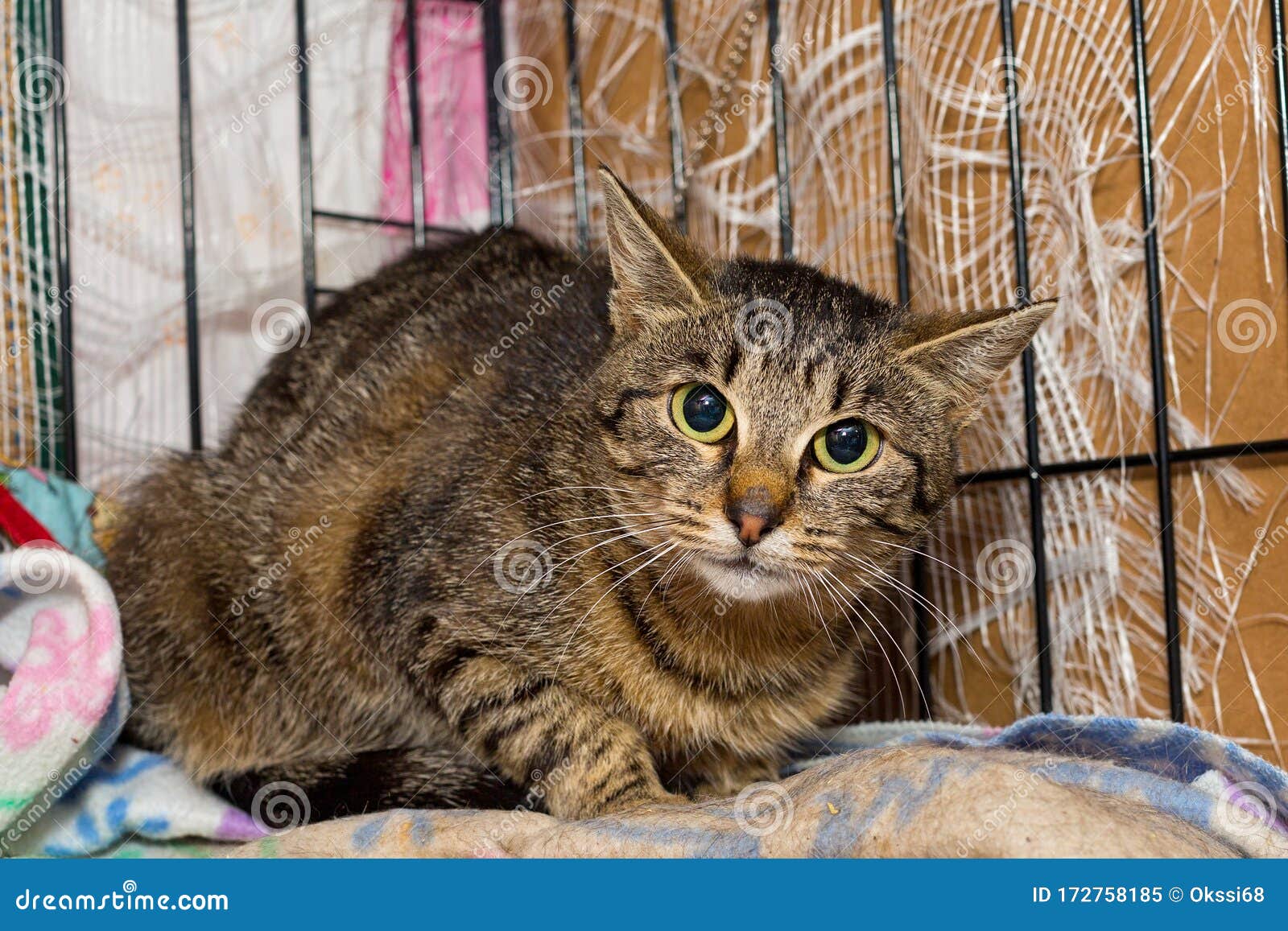 Young, Scared Cat In The Shelter Cage Stock Image - Image of face How Long Will A Scared Cat Hide Outside