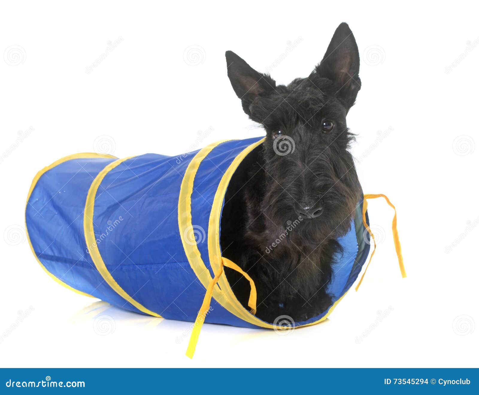 Young Scottish Terrier in Tunnel Stock Photo Image of white, playing
