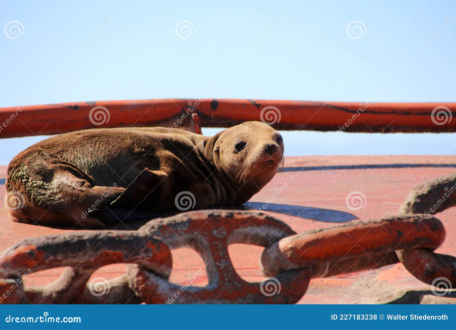 young sea lion sunbathes on a buoy