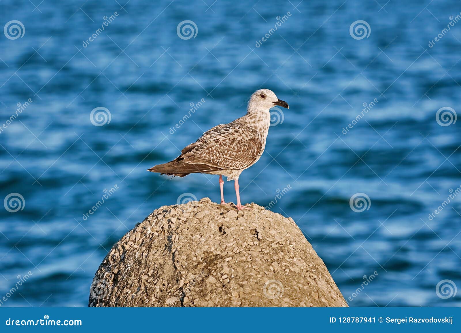 Young Seagull on the Stone stock image. Image of seagull - 128787941