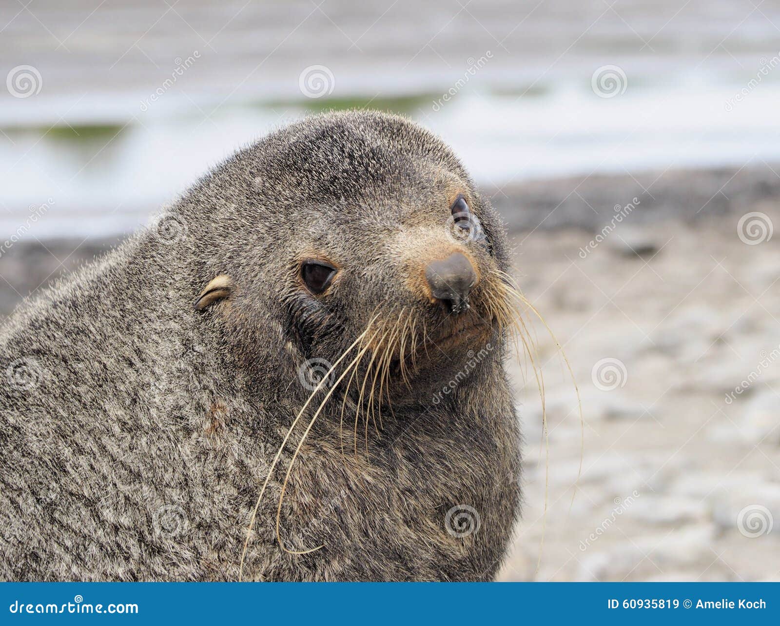 Young seal Antarctica stock image. Image of nature, water 60935819