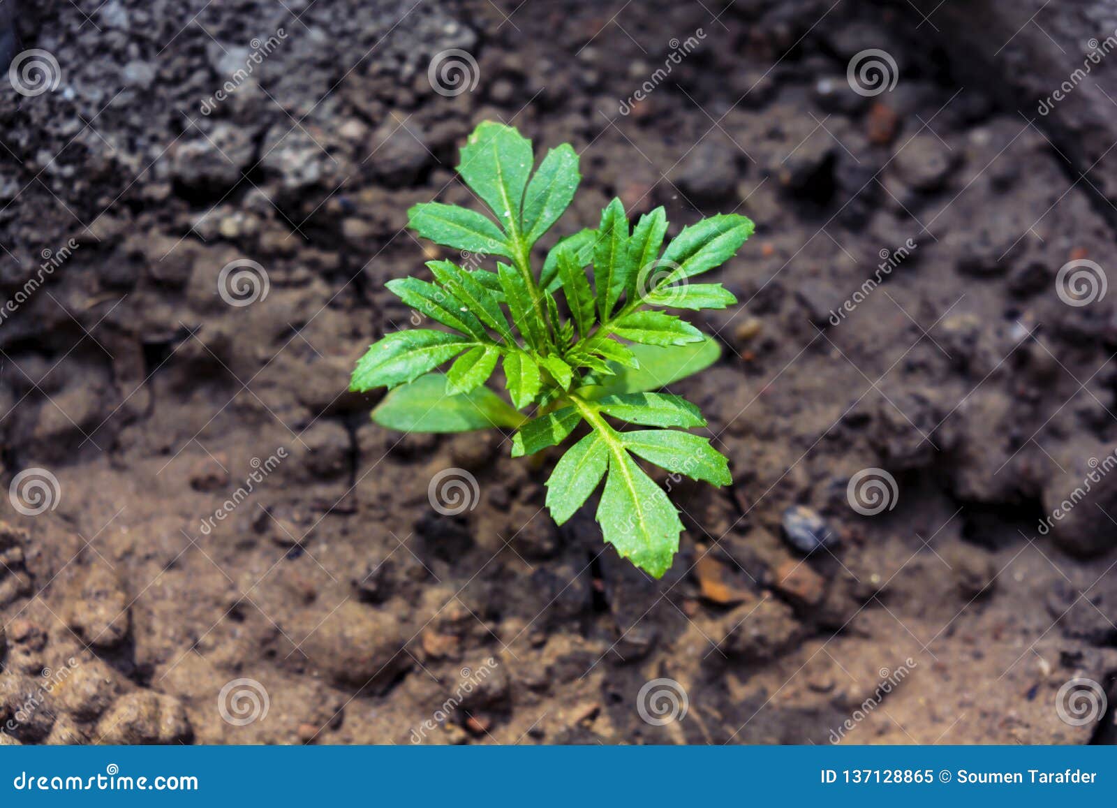 281 Young Seedling Marigold Plant Photos Free Royalty Free Stock Photos From Dreamstime