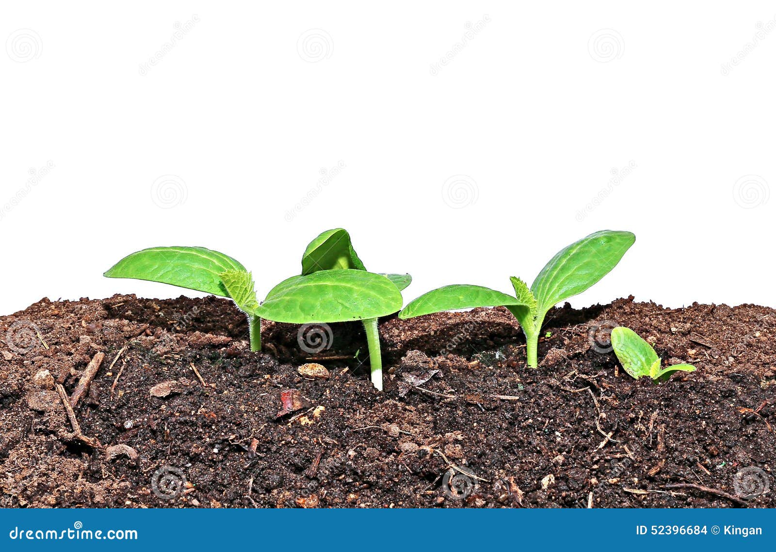 pumpkin seedlings pumpkin seedlings
