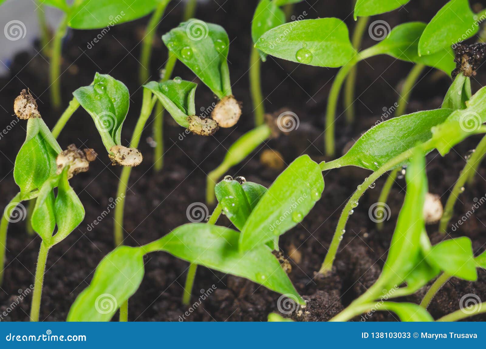Young Seedlings of Sweet Pepper with Water Drops Stock Image Image of