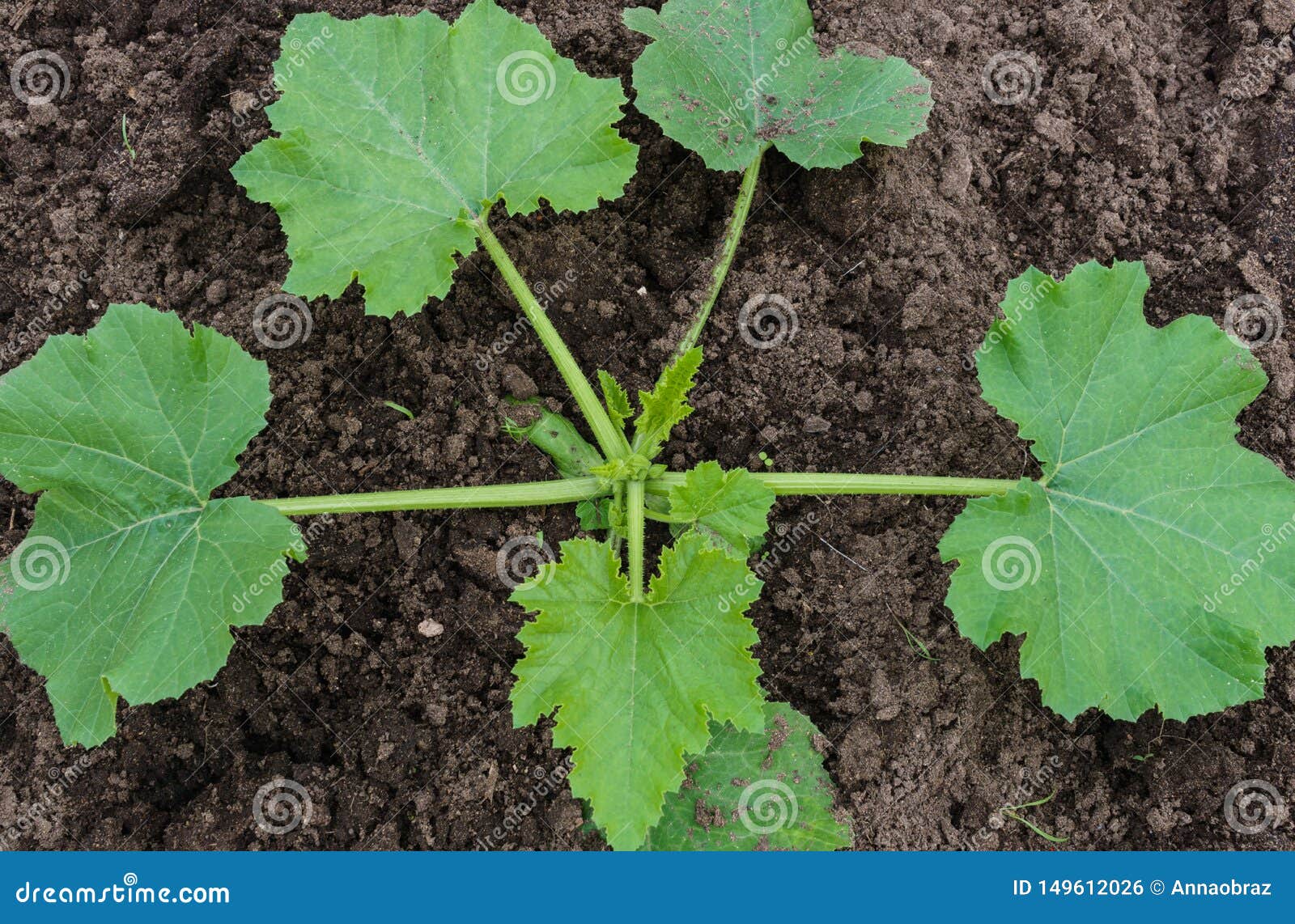 Young Seedlings of Zucchini in the Garden Stock Photo Image of plant