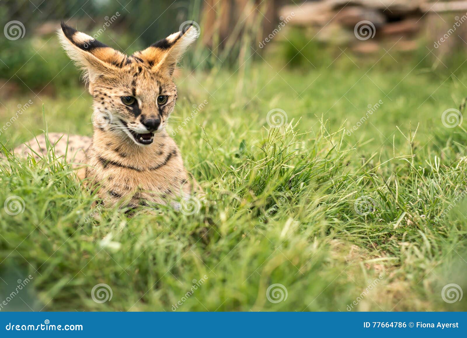 A Young Serval Hissing in the Green Grass Stock Photo Image of back