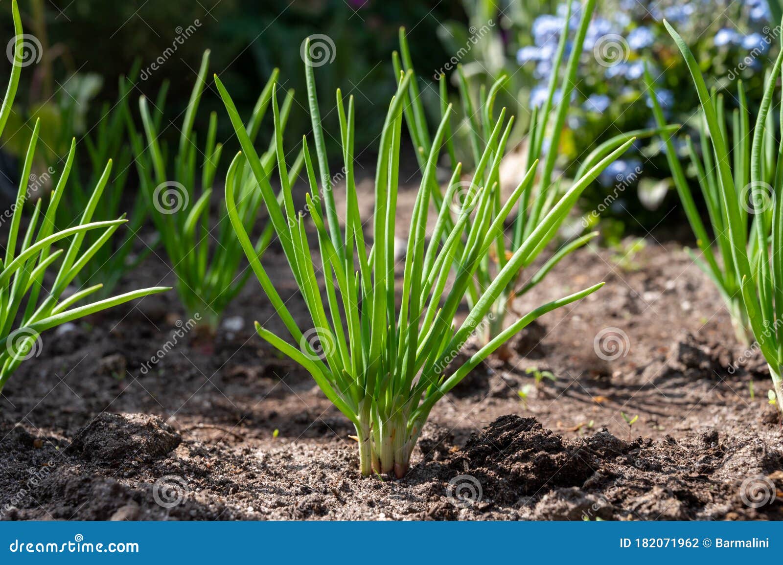 Young Shallot Onion Plants Growing in Spring Garden Stock Photo Image